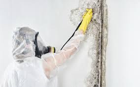 Best Forensic Mold Investigation  in West View, PA